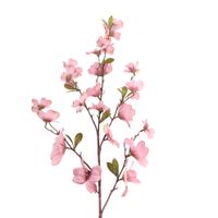 Gałązka dereń fioletowa