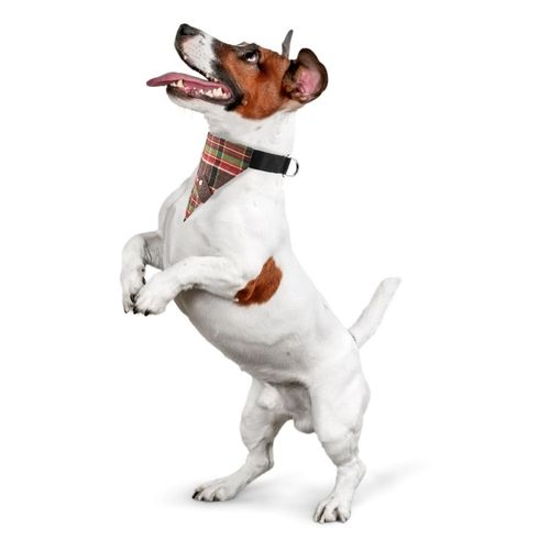 modna obroża dla psa z bandaną w kratkę petsome rozmiar l 13pk8l na Arena.pl