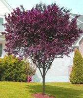 ŚLIWA PISARDII drzewiasta sadzonki 140 cm