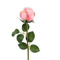 Róża poj podsuszana różowa