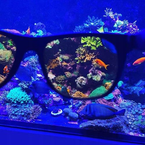 OKULARY DO OBSERWACJI KORALI od DD! na Arena.pl