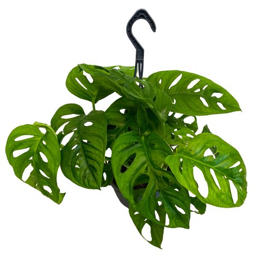 MONSTERA MONKEY LEAF 35 cm na Arena.pl