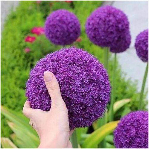 CZOSNEK ozdobny OLBRZYMI cebulki FIOLETOWY GLADIATOR 5 szt. + GRATIS na Arena.pl