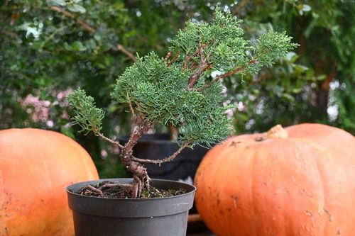 Jałowiec chiński  Shimpaku - Juniperus chinensis 0048 na Arena.pl