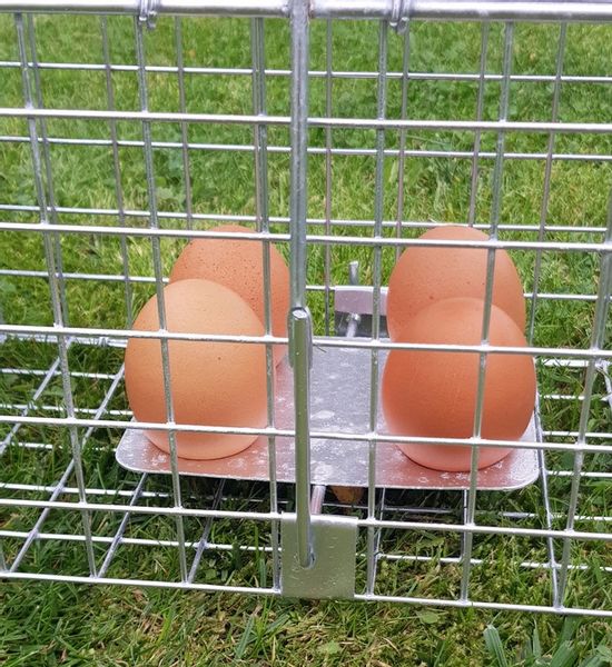 żywołapka pułapka na szczury gryzonie szczurołapka zdjęcie 10