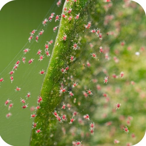 MAGUS 200SC 100ML ŚRODEK NA PRZĘDZIORKI OPRYSK NA PRZĘDZIORKA na Arena.pl