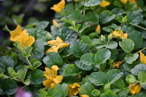 Tojeść rozesłana - Lysimachia nummularia na Arena.pl