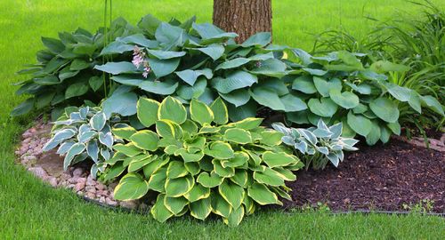Hosta 'Sum and Substance' (Hosta) Złote liście Doniczka 2.5L na Arena.pl