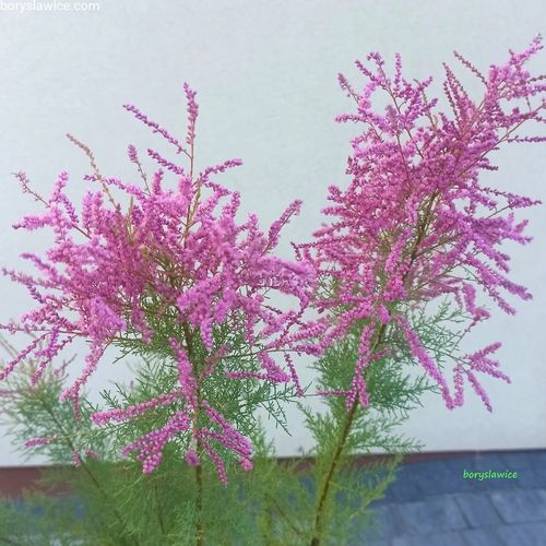 Tamaryszek francuski (Tamarix) w donmiczkach P11, wysokość 20-30 cm na Arena.pl