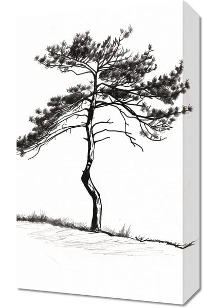 Obraz 30x50cm Samotna Sosna zdjęcie 1