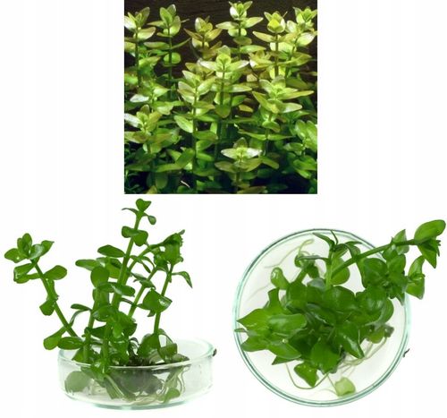 ZESTAW ROŚLIN środkowy plan środek ŁATWY ZESTAW ROŚLIN + gratis PĘSETA na Arena.pl