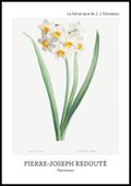 Plakat 70x100cm Design Narcissus, Redoute Vintage do Salonu