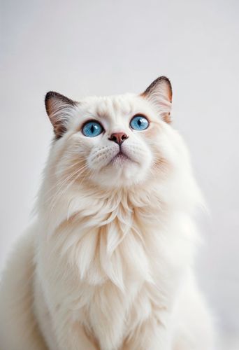 PET REPUBLIC Saszetka karma mokra dla kota mix smaków 40 x 100g na Arena.pl