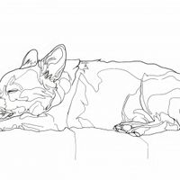 Plakat 60x60cm Śpiący Psiak