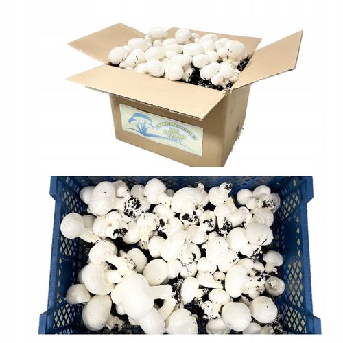 3 Faza Grzybnia Pieczarki Zestaw XL + gratis 6w1 na Arena.pl