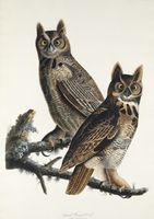 Plakat 21x29,7cm Puchacz Wirginijski, J.J. Audubon Vintage do Salonu