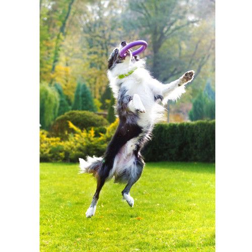 Szarpak dla psa PULLER Midi 19,5 cm - zabawka 2 ringi dla średnich ras psów na Arena.pl