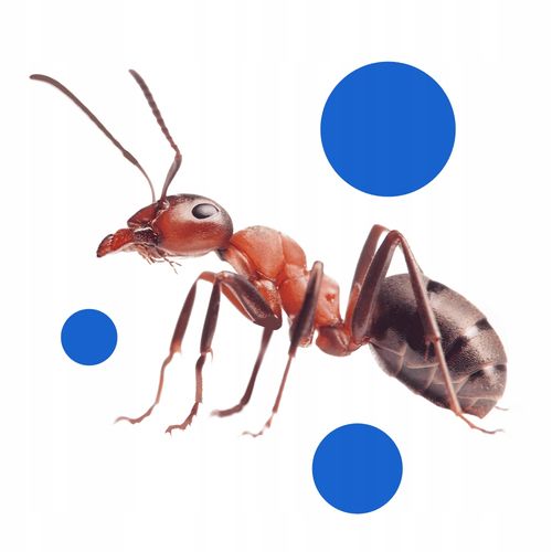 bros - proszek na mrówki max 100g na Arena.pl