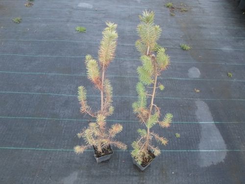 Sosna pinia pinus pinea 40-60cm P9 na Arena.pl