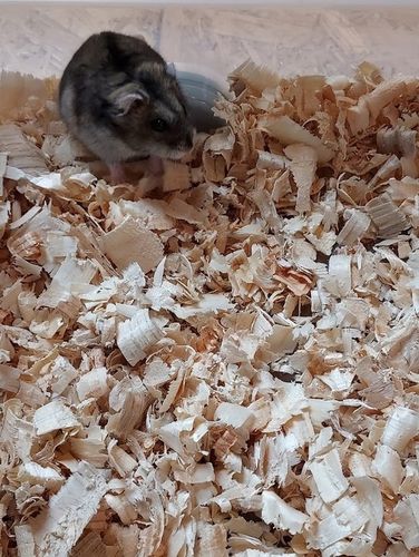 Bezpyłowe trociny ProBioBED ANTYBAKTERIA dla koni drobiu gryzoni 15kg 550l na Arena.pl