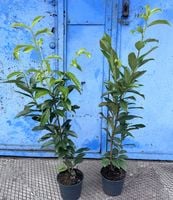 Laurowiśnia Caucasica 80-100 cm Doniczka Na Żywopłot