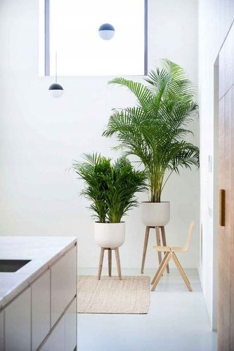 PALMA AREKA Dypsis Lutescens ŻYWY NAWILŻACZ DUŻA PALMA DEKORACYJNA na Arena.pl