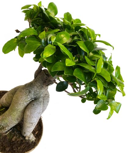 Bonsai Fikus Microcarpa GINSENG 45 cm na Arena.pl