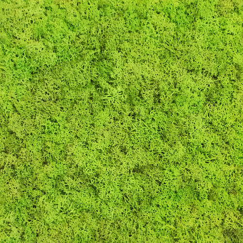 PANEL ŚCIENNY MECH TRAWIASTY 50x50 cm na Arena.pl