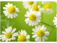 50X70CM RUMIANEK OBRAZ POKOJU DREWNINE