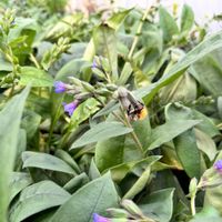 Miodunka wąskolistna 'Blue Ensign' (Pulmonaria angustifolia) Duża