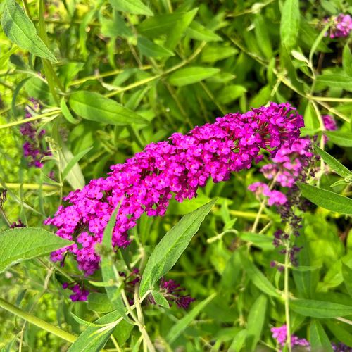 Budleja Dawida 'Royal Red' (Buddleja davidii) Doniczka 2.0L na Arena.pl