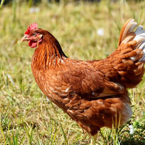 Pulmo MAX Układ oddechowy dla drobiu bydła kur niosek krów Farmwet 2L na Arena.pl