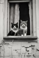 Plakat 40x60cm Para w Oknie