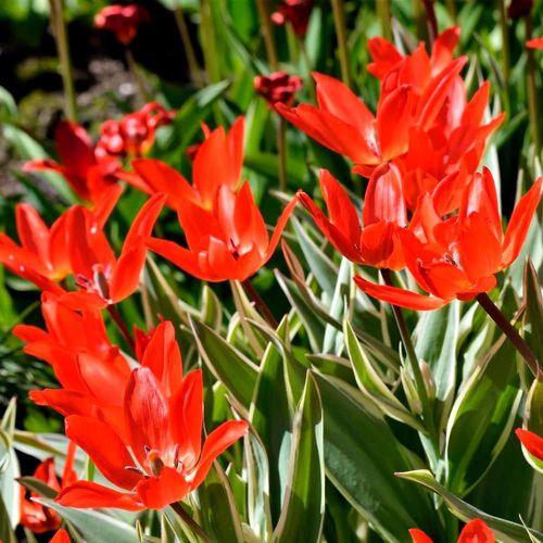 Tulipan Cebulki Tulipanów Kwiatów Czerwone Praestans Zwanenburg 50Szt na Arena.pl