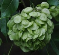 PARCZELINA TRÓJLISTKOWA Ptelea trifoliata NASIONA 320 sztuk - 10g.