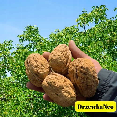 orzech włoski JACEK 146cm. Smak, który zna swoje miejsce – na podium. na Arena.pl