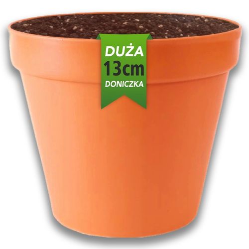 Zestaw do uprawy roślin Żywe Kamienie LITHOPS nasiona sukulenty Kolory na Arena.pl