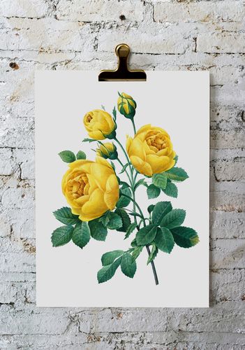 Plakat żółta róża vintage 30x40 cm na Arena.pl