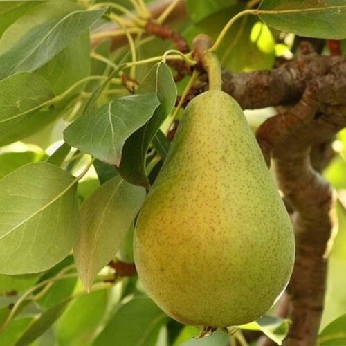 Grusza KOLUMNOWA KLAPSA FAWORYTKA – klasyczny smak w kompaktowej na Arena.pl