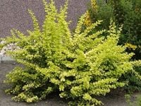Berberys thunberga AUREA Złocisty żywopłot C2