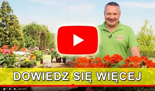 SIEWNIK DO TRAWY NAWOZU RĘCZNY ROZSIEWACZ Z WYSUWANYM WSPORNIKIEM 3 L na Arena.pl