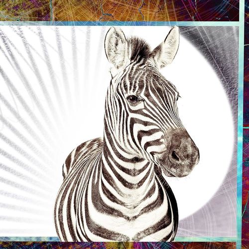 Obraz na metalu, Zebra 30x20 na Arena.pl