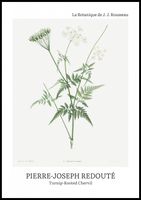 Plakat 70x100cm Design Rotted Chervil, Redoute Vintage do Salonu