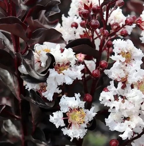 LAGERSTROEMIA BIAŁA czerwony liść - sadzonki 50 / 70 cm na Arena.pl