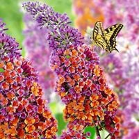 Budleja Dawida 'Flower Power' Kolorowa Pomarańczowa (Buddleja davidii) 2L