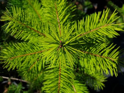Daglezja Zielona  Pseudotsuga Menziesii  SADZONKI 50/80cm J. Douglasa na Arena.pl
