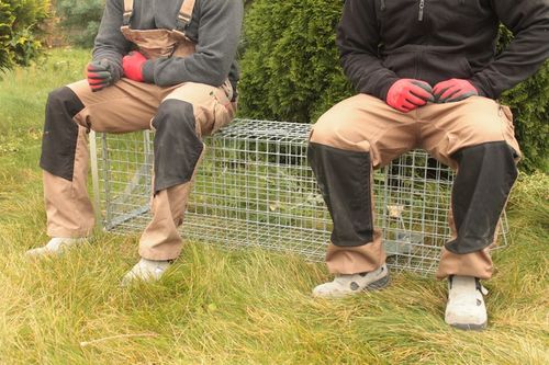 ZYWOŁAPKA PUŁAPKA NA KUNY LISY KOTY BOBRY WYDRY na Arena.pl