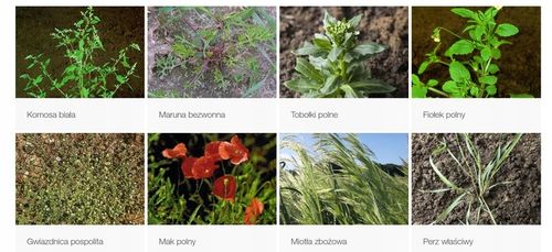 Roundup Plus 360 1L | Na wszystkie chwasty| Oprysk Oryginalny na Arena.pl