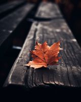 Plakat 40x50cm Pojedynczy Liść