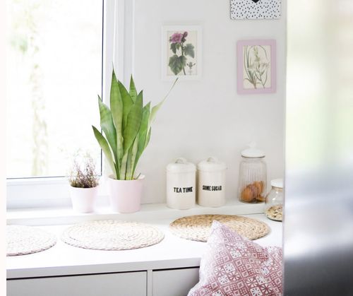 SANSEWIERIA MOONSHINE SANSEVIERIA 45cm na Arena.pl
